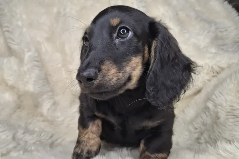 Black with Brindle Points Longhair Male