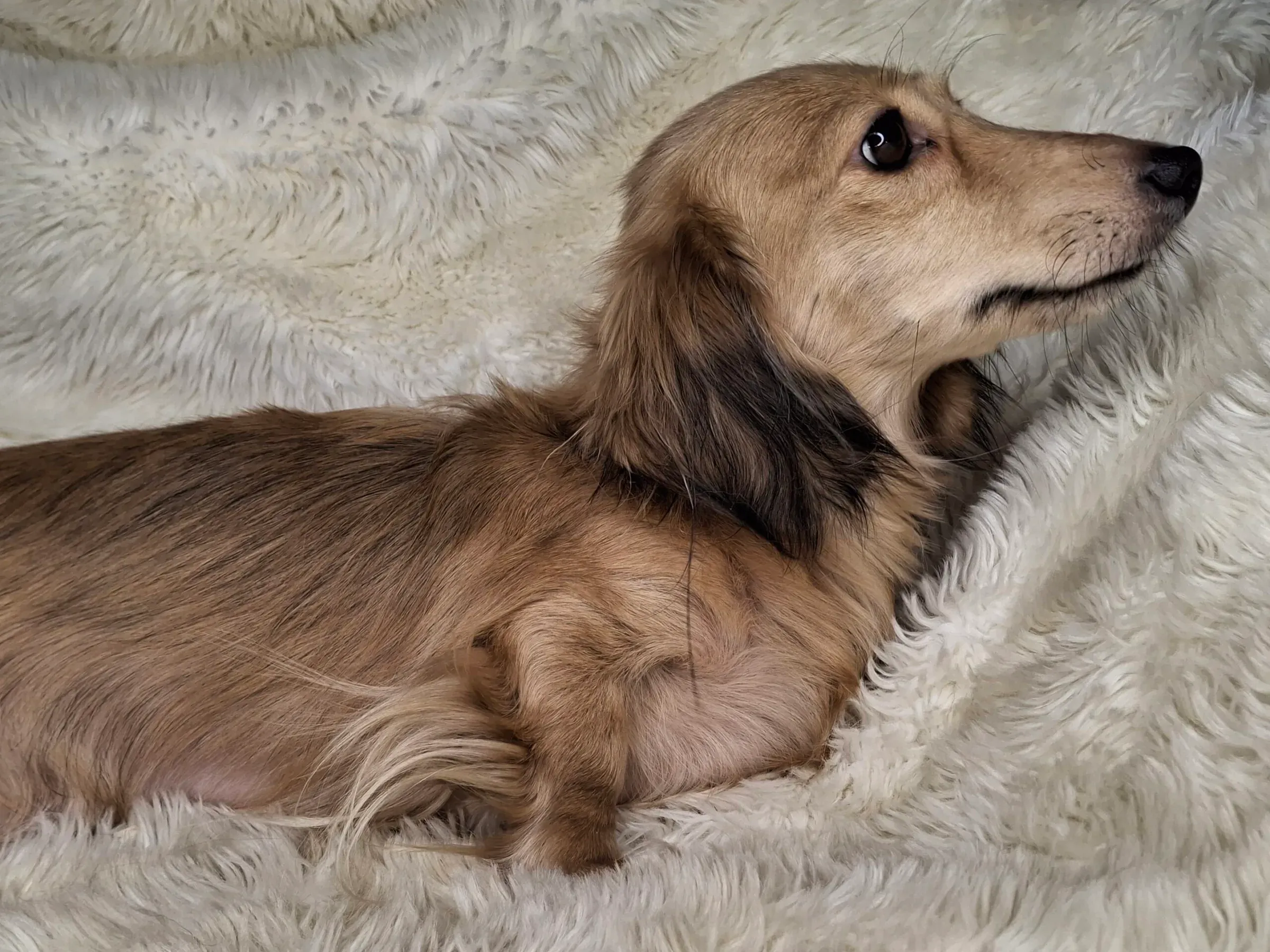 Songcatchers Brandy