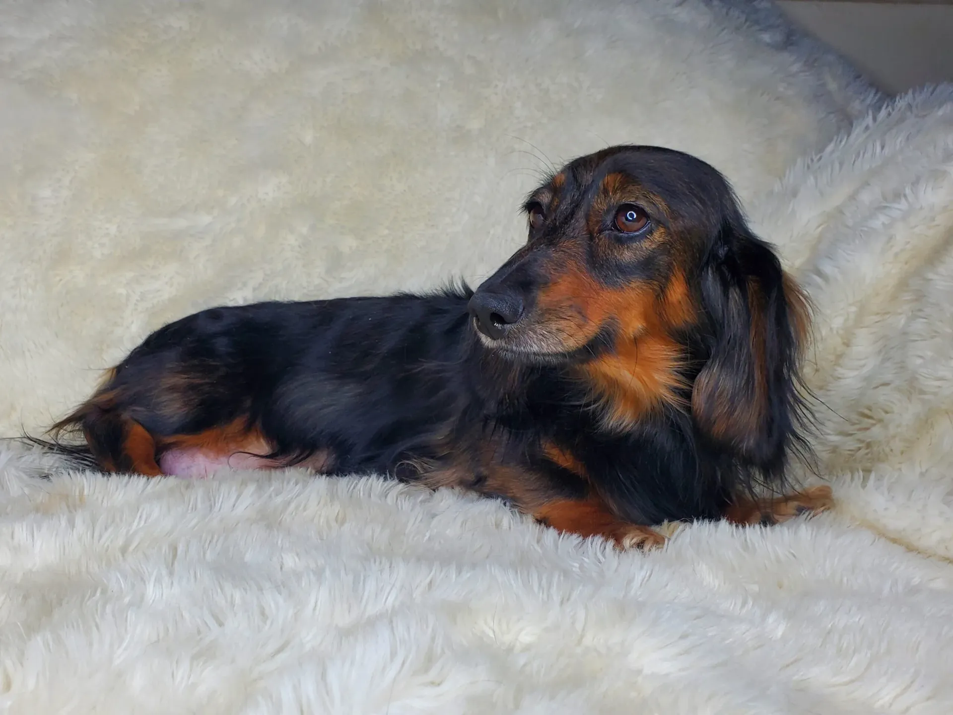 Dora Lou