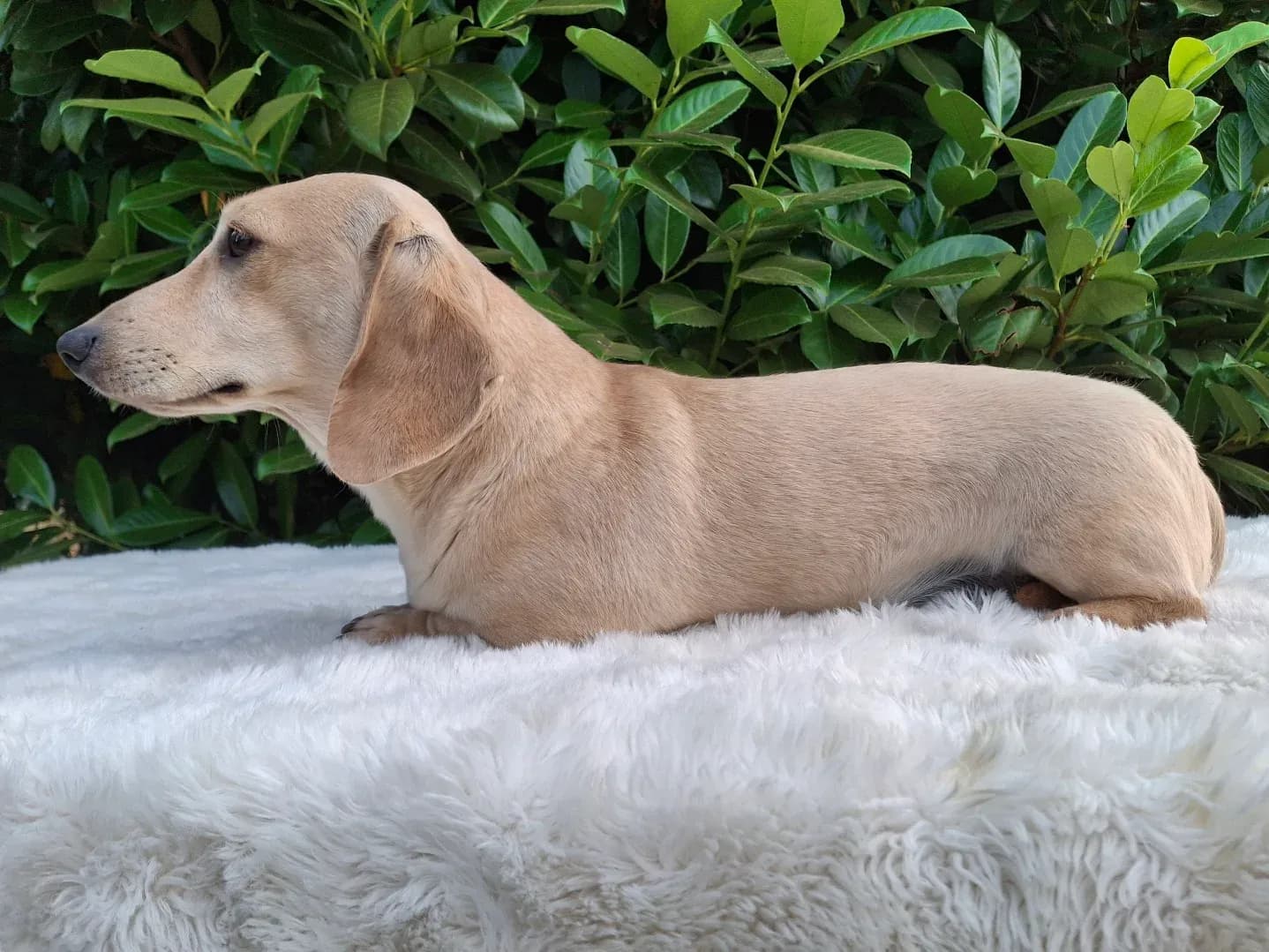 Biscuit