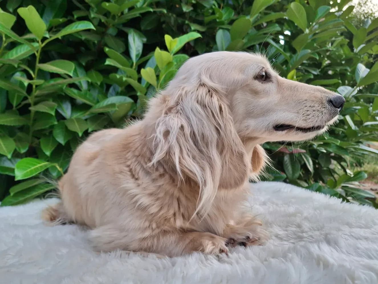 Peggy