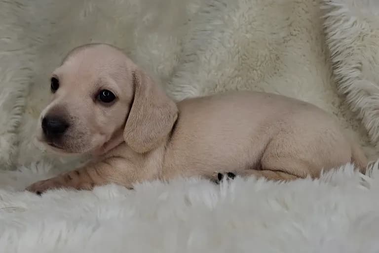Clear Cream Smooth Male 1