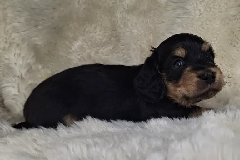 Black & Cream Longhair Male 2
