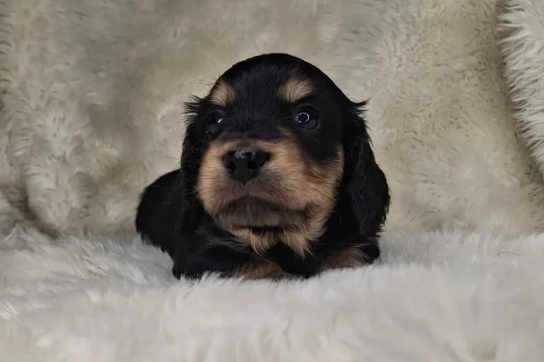 Black & Cream Longhair Male 2