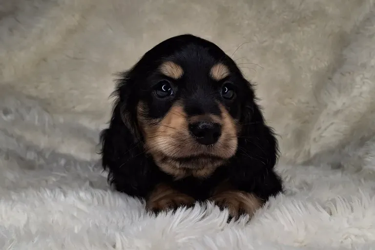 Black & Cream Longhair Male 2