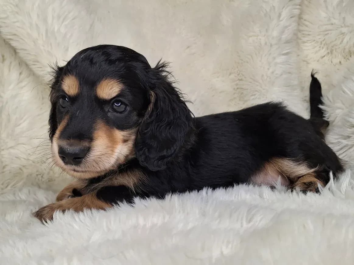 Black & Cream Longhair Male A