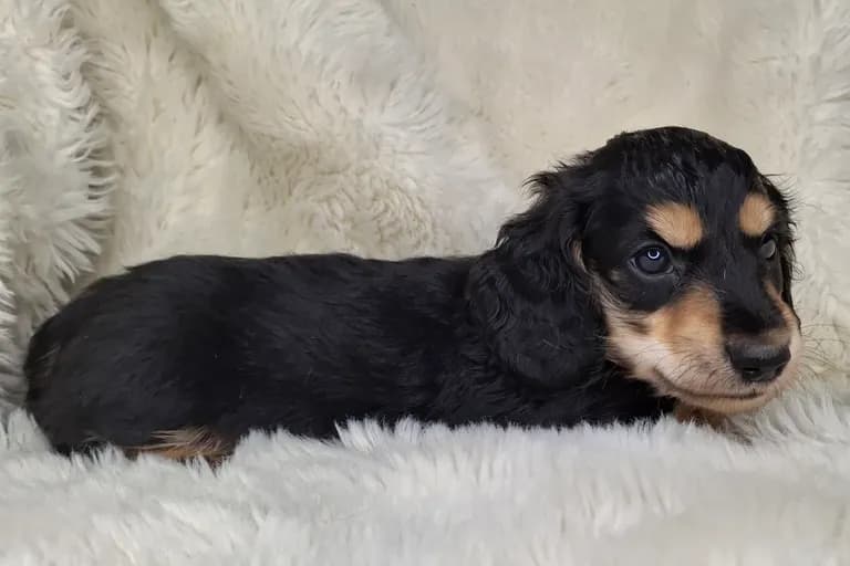 Black & Cream Longhair Male A