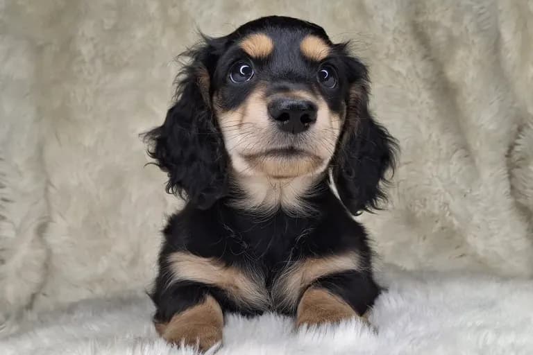 Black & Cream Longhair Male A