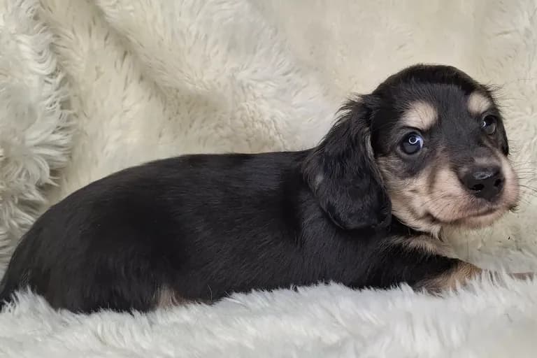 Black & Cream Longhair Male B
