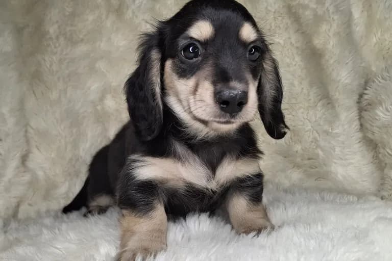 Black & Cream Longhair Male B