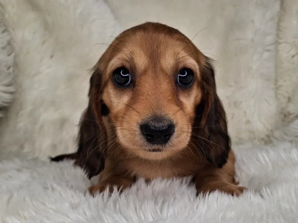 Creamy Red Longhair Female