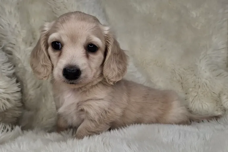 Clear Cream Longhair Female