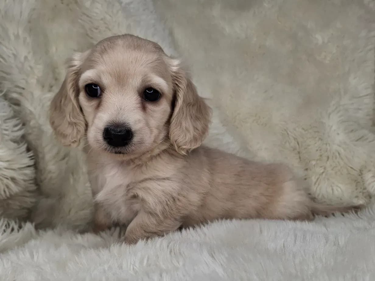 Clear Cream Longhair Female