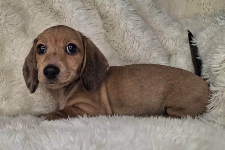 Shaded Cream Smooth Male