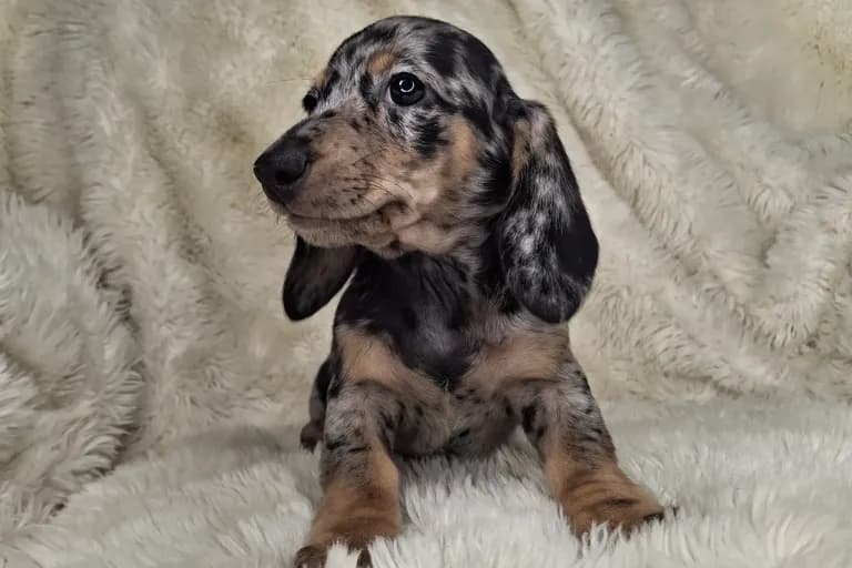 Black & Cream Dapple Smooth Male