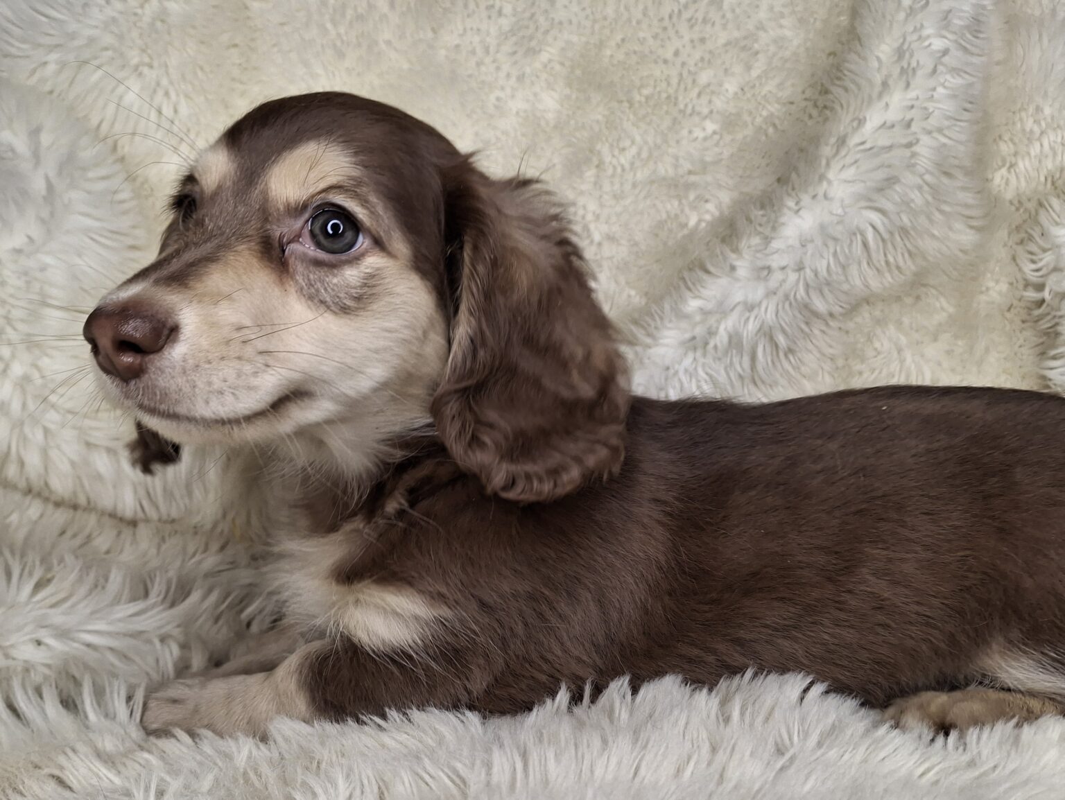 Home - Songcatcher Dachshunds