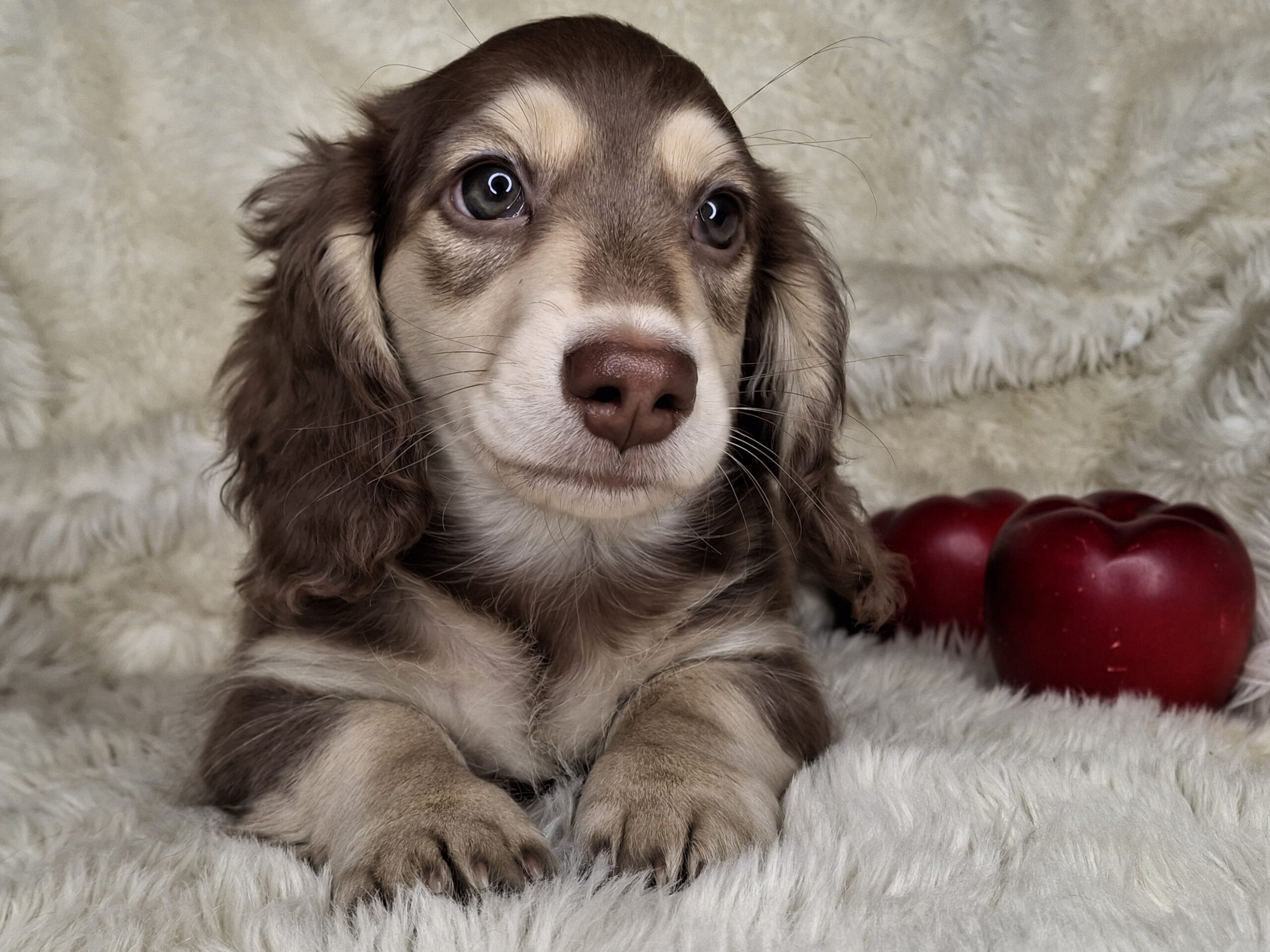 Home - Songcatcher Dachshunds