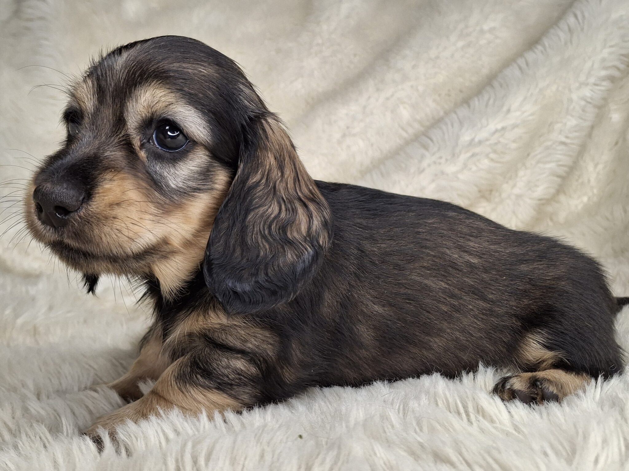 Home - Songcatcher Dachshunds